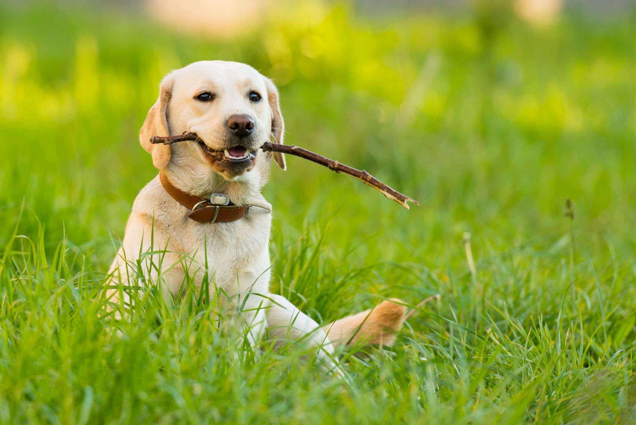 dogs good for novice owners