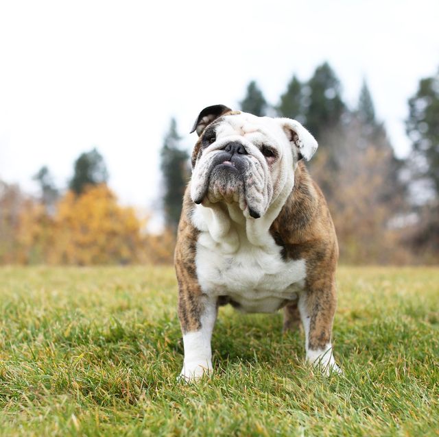 bulldog standing on park grass