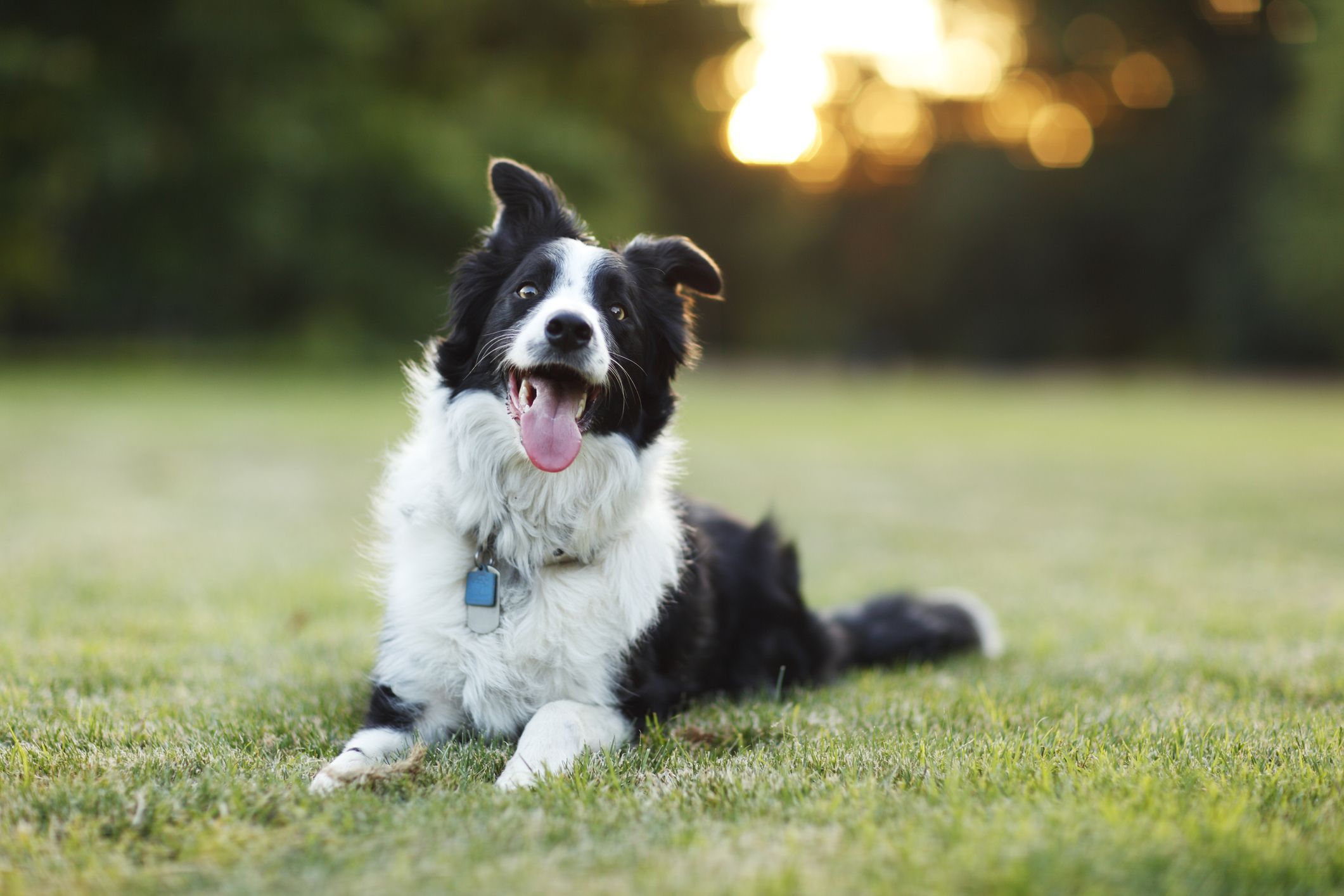 are collies nanny dogs