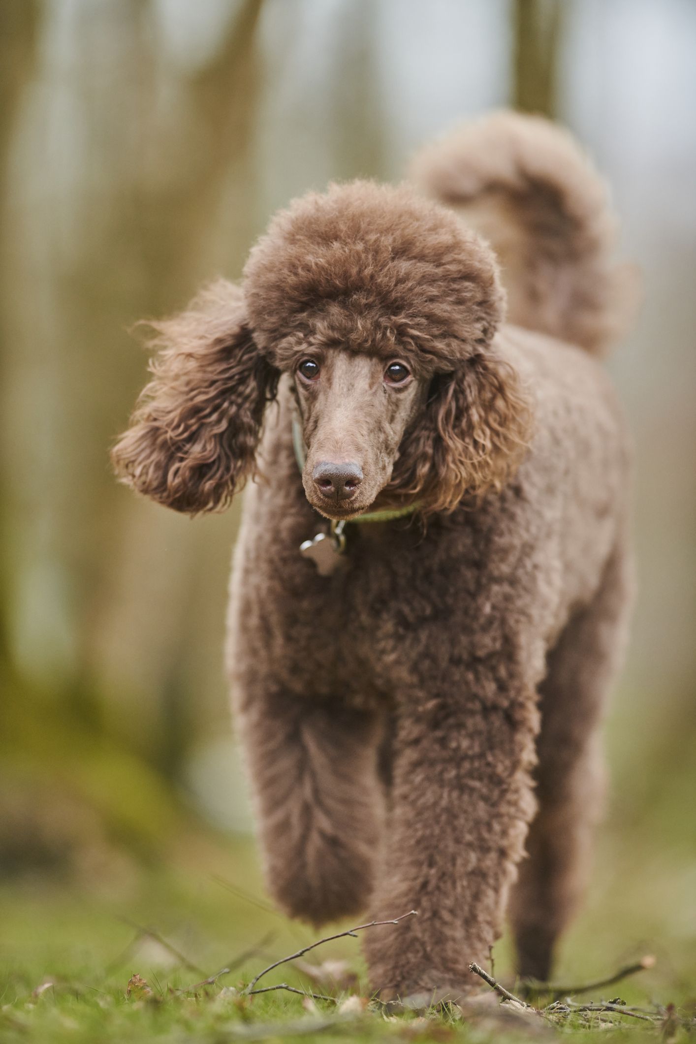 are poodle puppies good around children