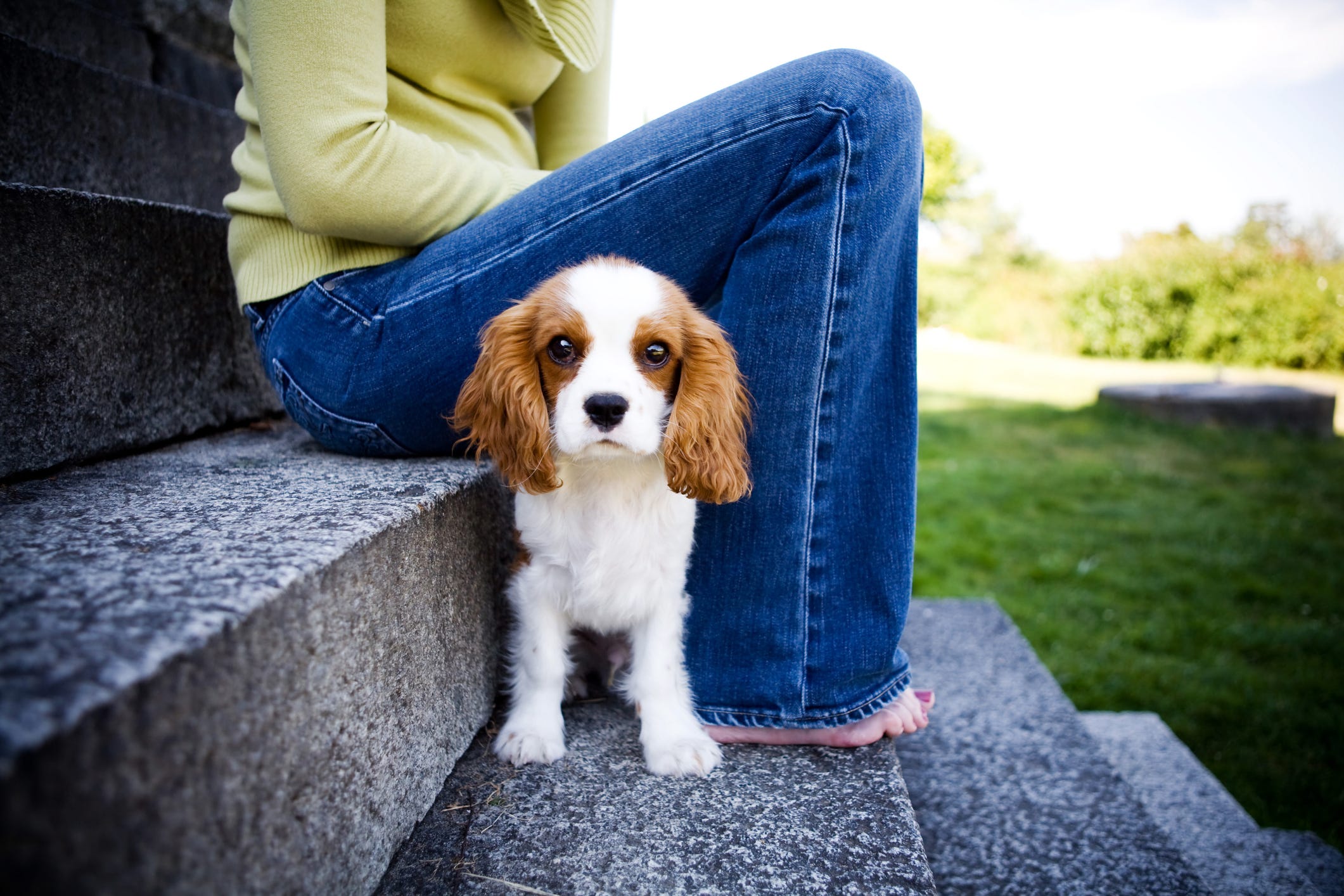 what is the healthiest small dog breed