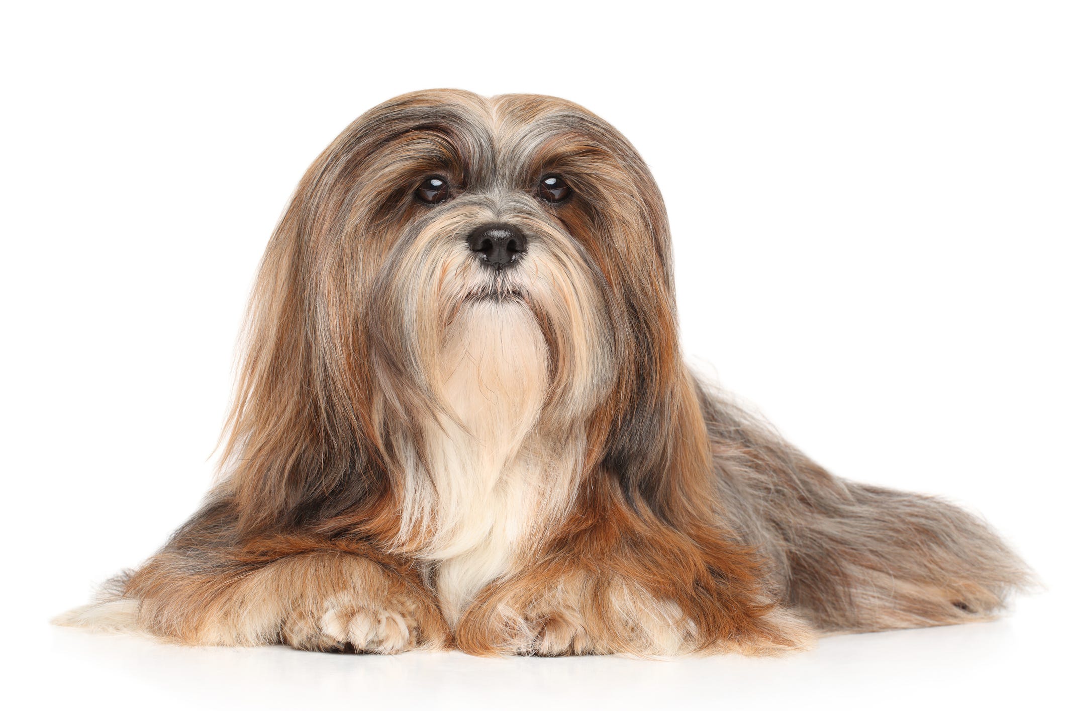 are havanese good dogs for seniors