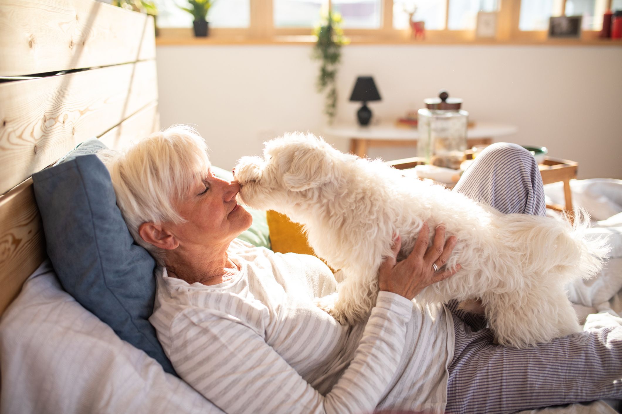 what is a good breed of dog for an older person