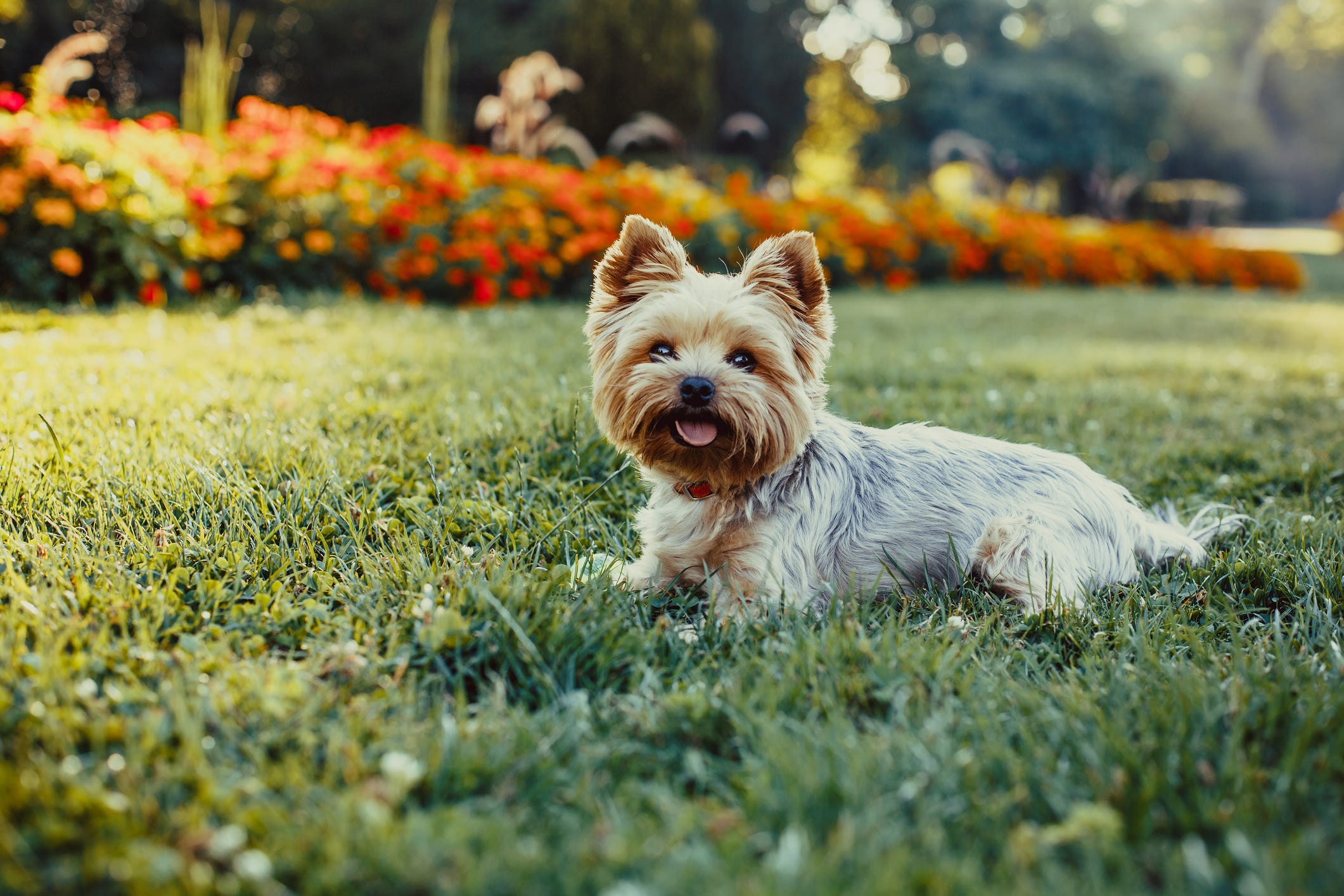 what is a good breed of dog for an older person