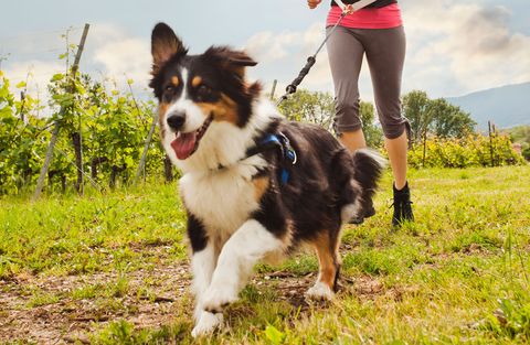 Image result for woman walking a border collie on a lead