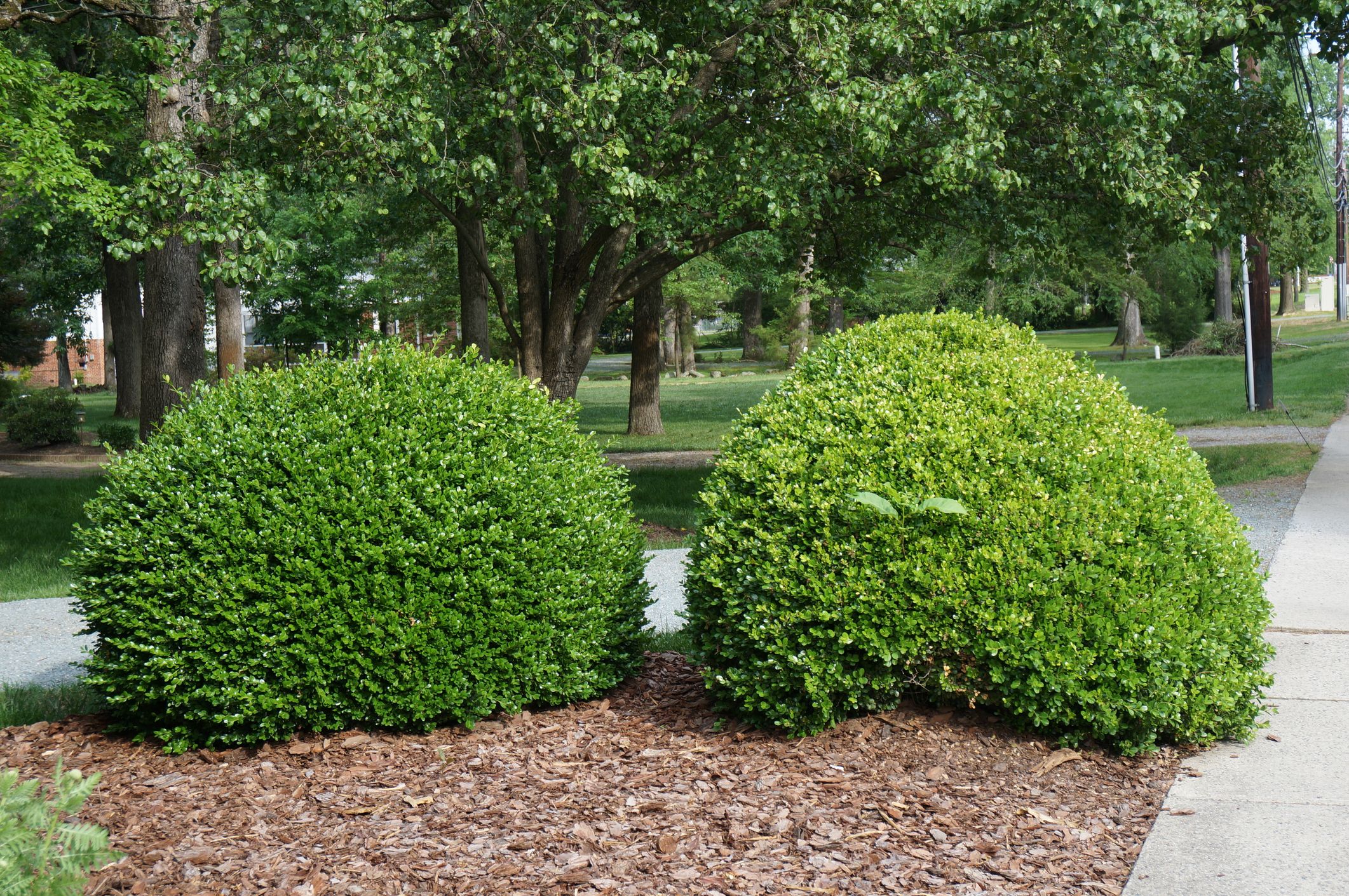 green landscaping bushes