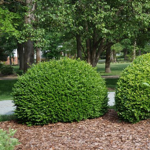 30 Best Evergreen Shrubs, Small Round Bushes For Landscaping