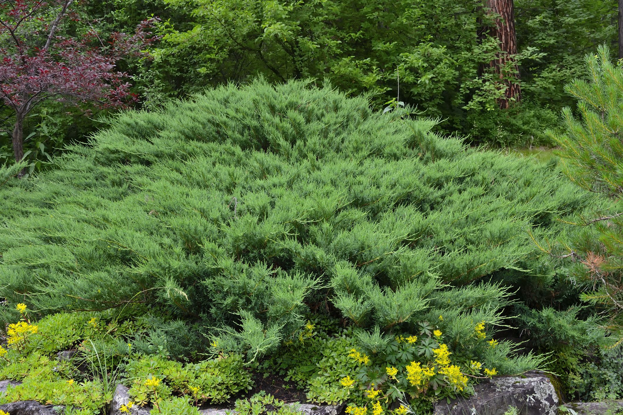 20 Best Evergreen Shrubs   Evergreen Flowering Bushes