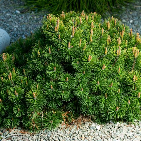 best evergreen shrubs best evergreen shrubs dwarf pine