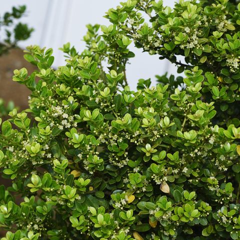 best evergreen shrubs japanese holly