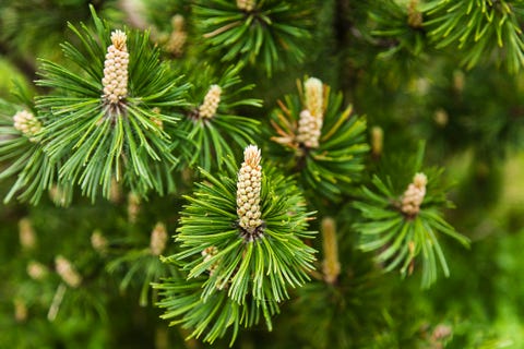 30 Best Evergreen Shrubs - Evergreen Flowering Bushes