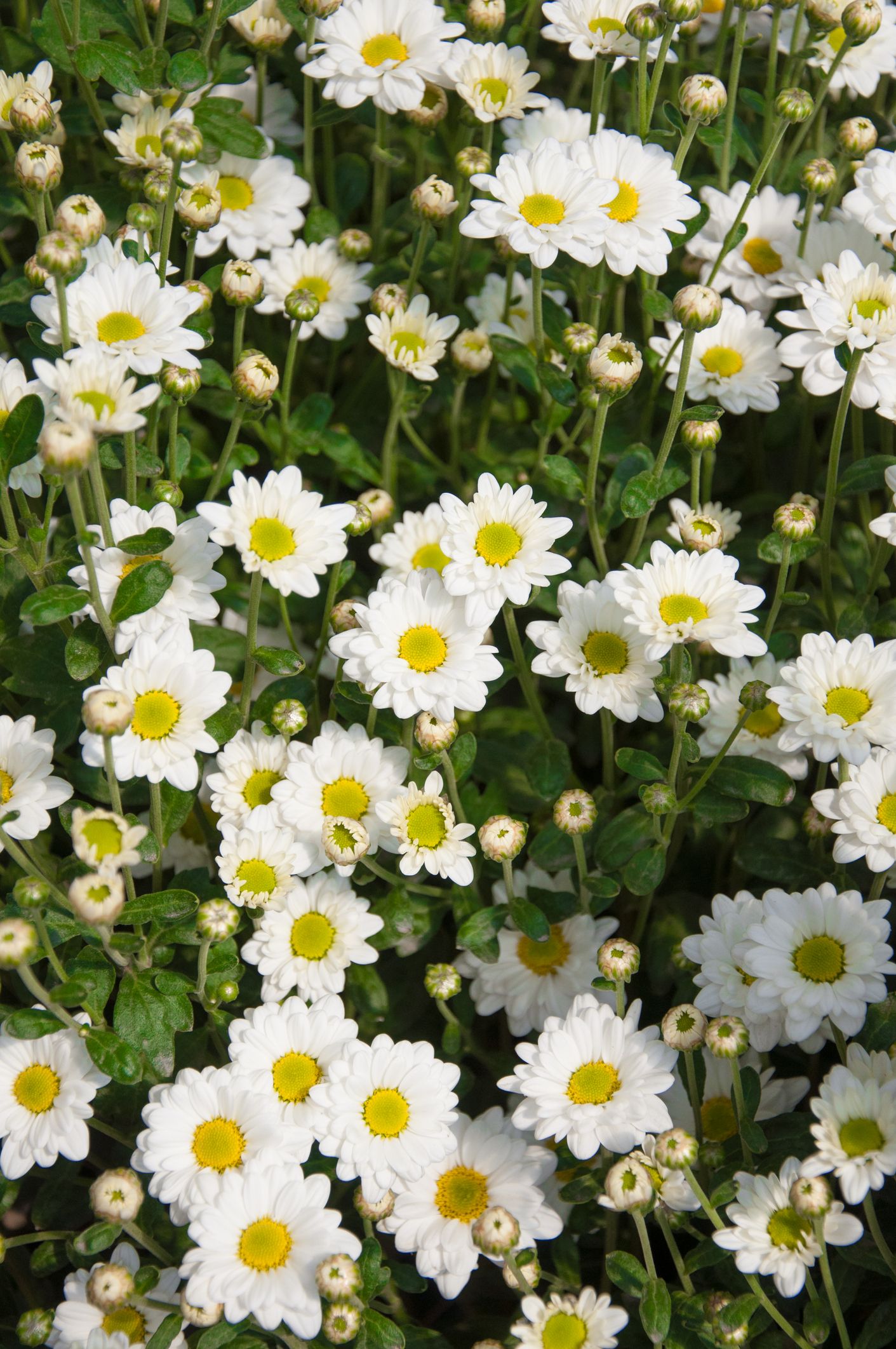 25 Best Fall Flowers To Plant Pretty Plants 25 Best Fall Flowers To Plant Pretty Plants