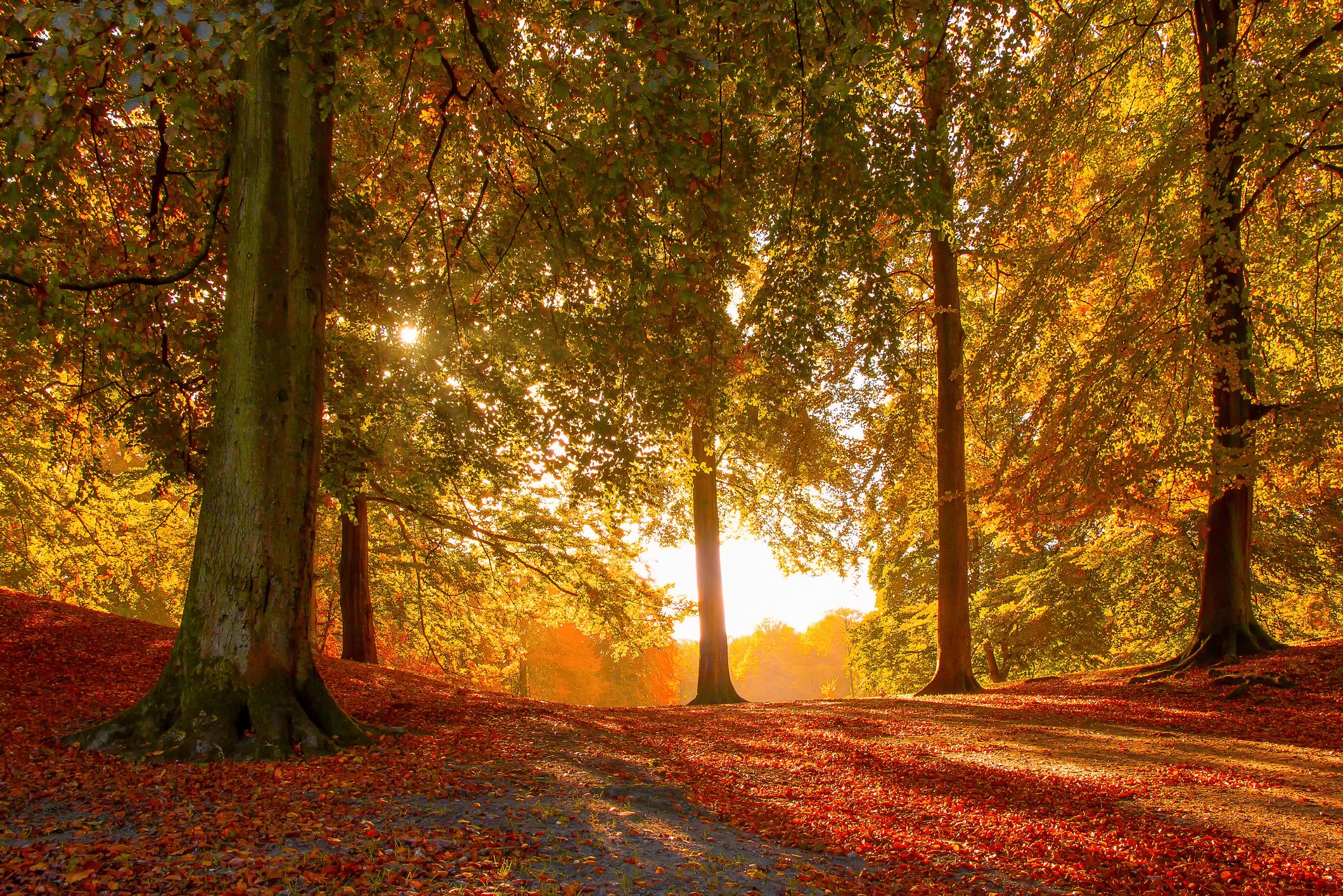 55 Fall Season Quotes Best Sayings About Autumn