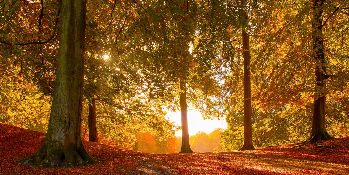 55 Fall Season Quotes - Best Sayings About Autumn