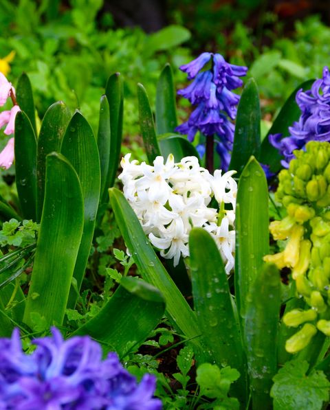 best-fragrant-outdoor-plants-hyacinth-1587662069.jpg