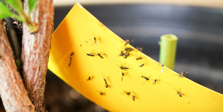 How to Get Rid of Gnats - Best Gnat Killer