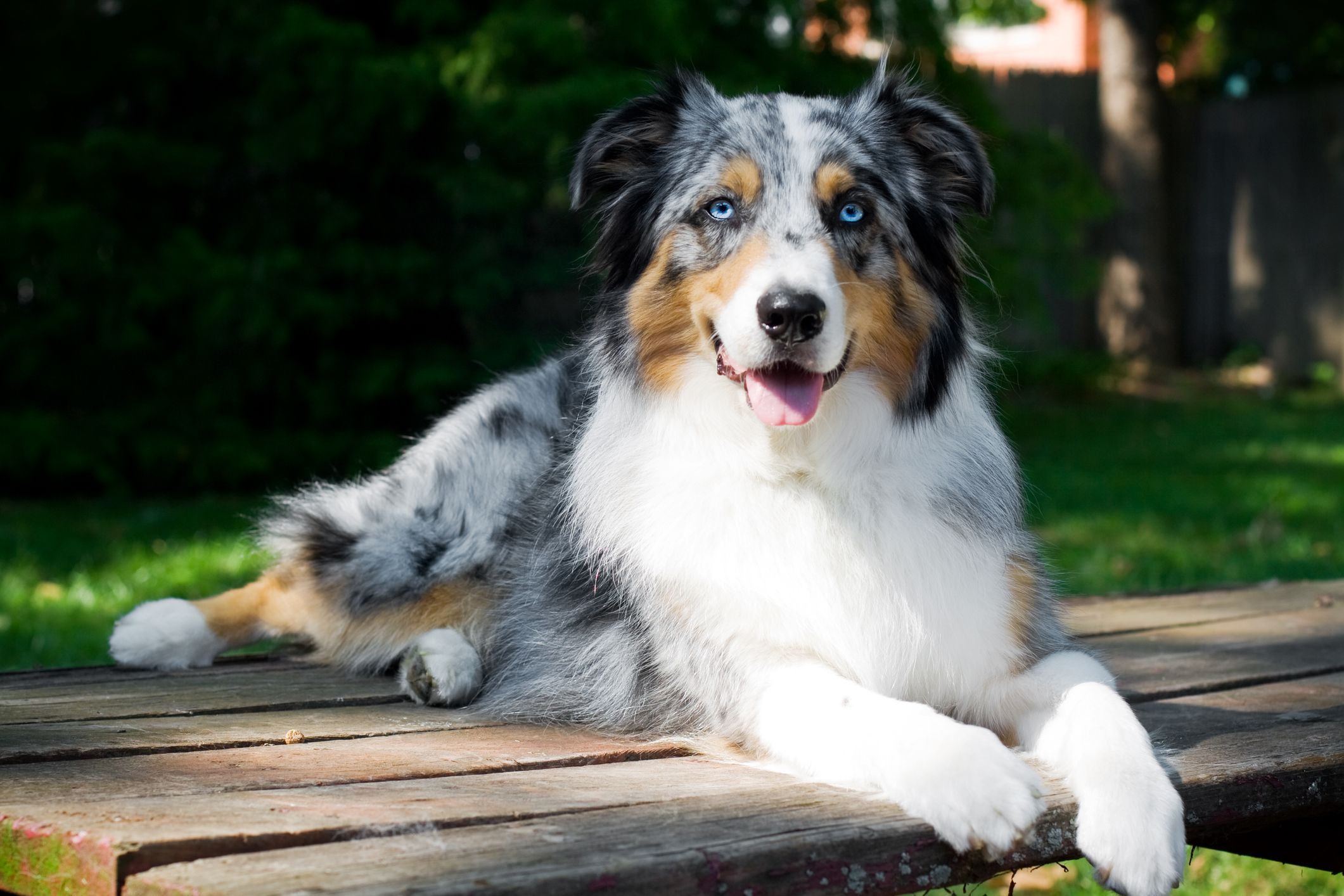 are aussies good guard dogs