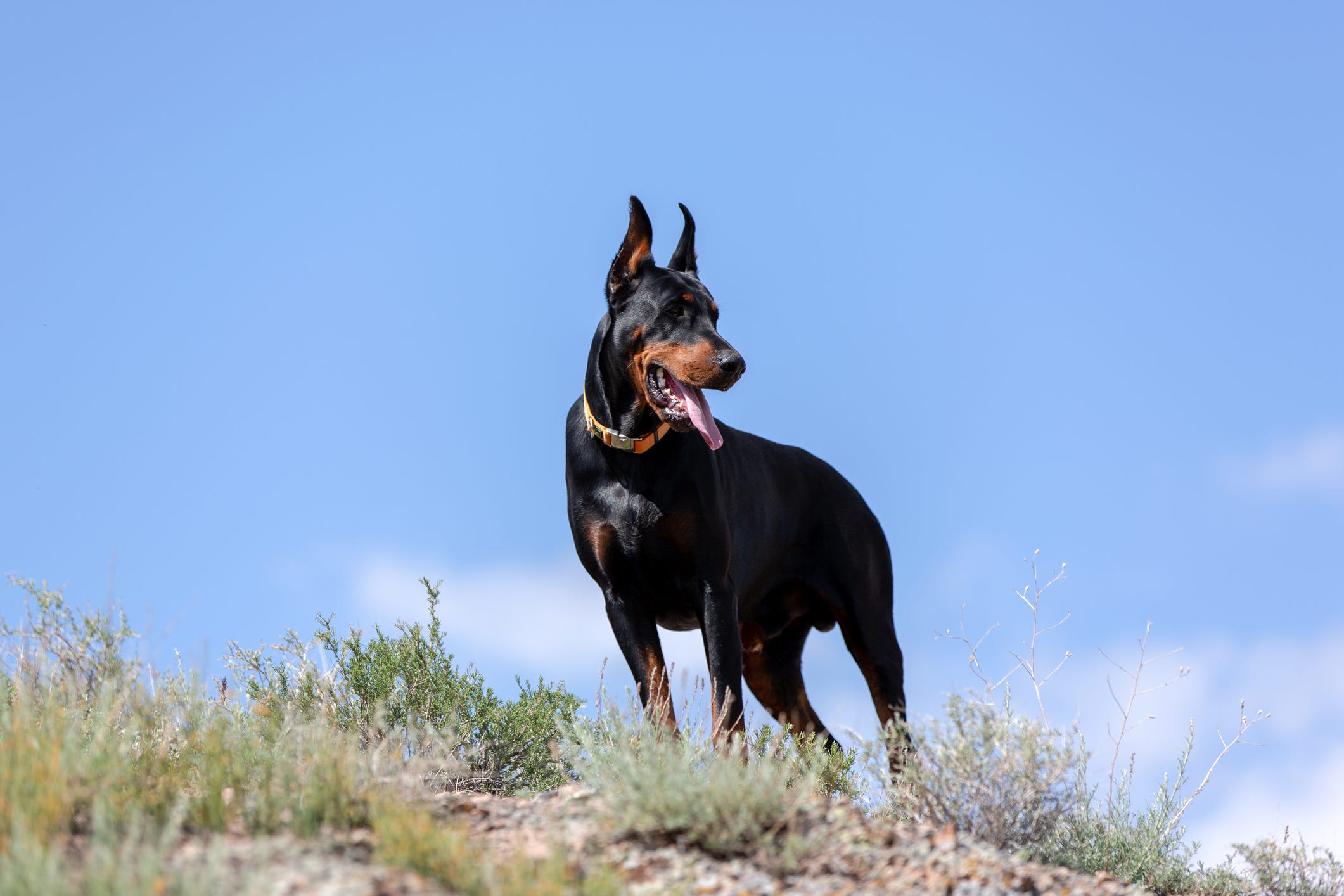 are dobermans the best guard dogs