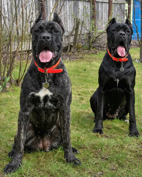 best guard dogs cane corso