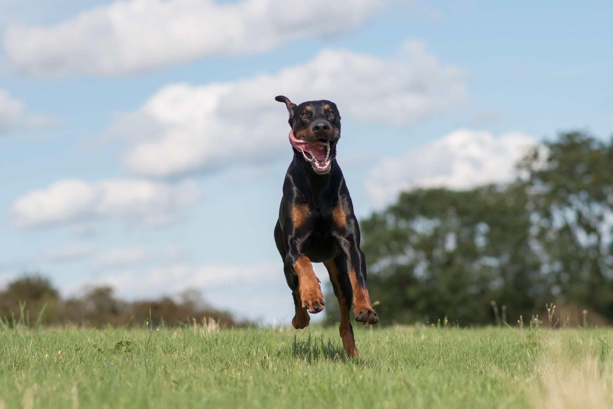 are dobermans the best guard dogs