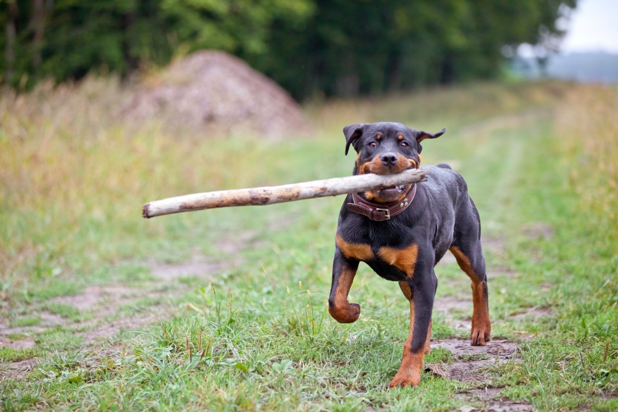 are rottweilers the best guard dogs