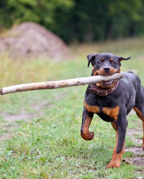 15 Best Guard Dogs to Protect Your Family - Most Loyal Dog Breeds