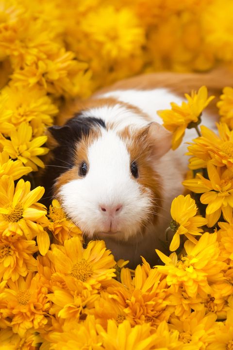 Cute names for guinea pigs male