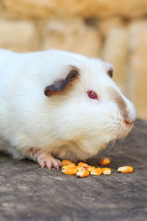 75 Best Guinea Pig Names Including Names For Males Females And Pairs,Light Switch Height Ada