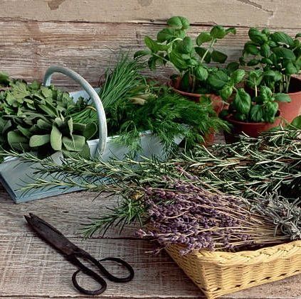 herbs in baskets and pots