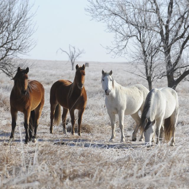 12 Best Horse Breeds Different Horse Breeds