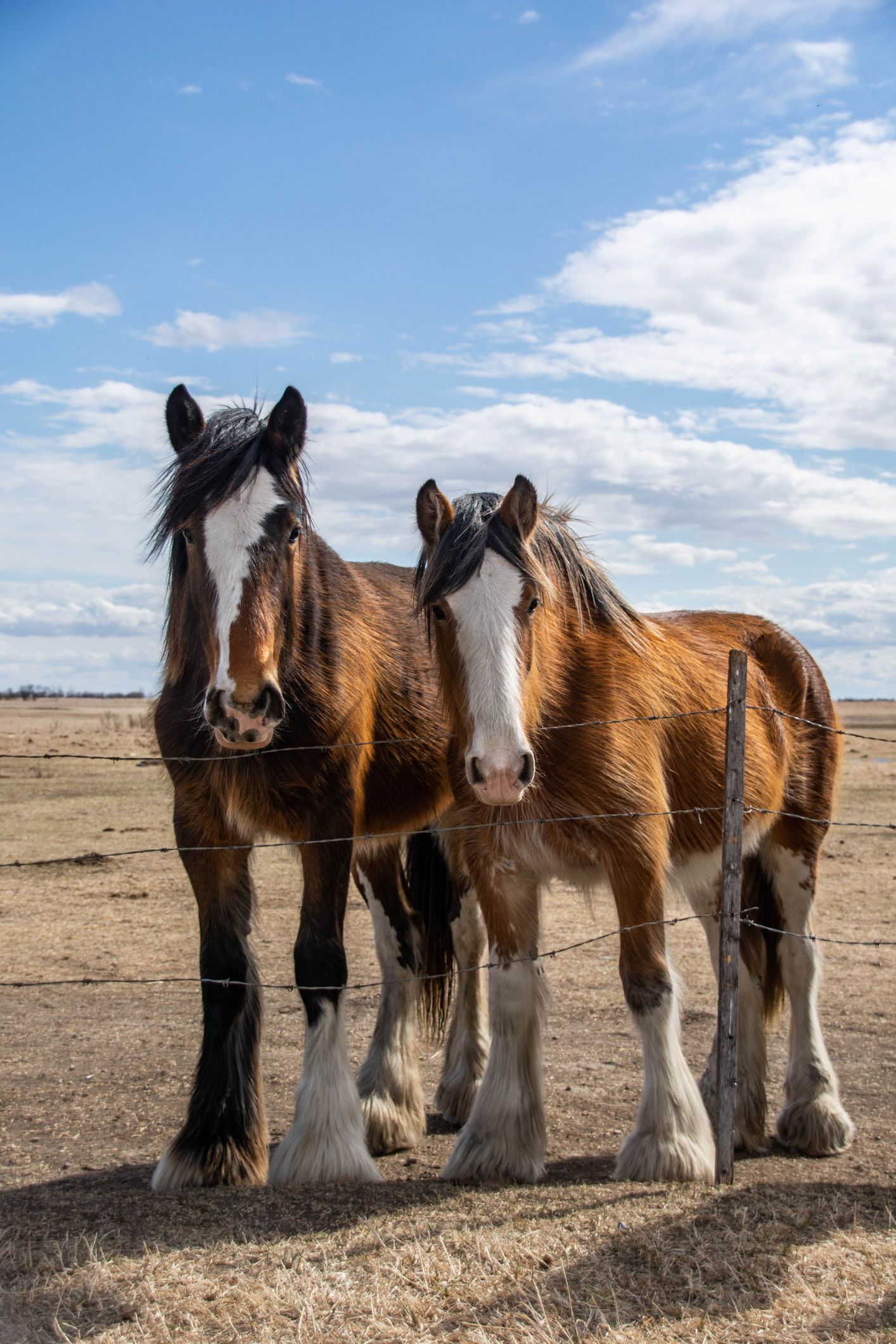 fluffy horses