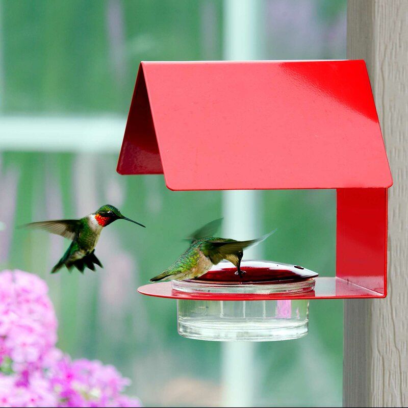 hummingbird seed feeder