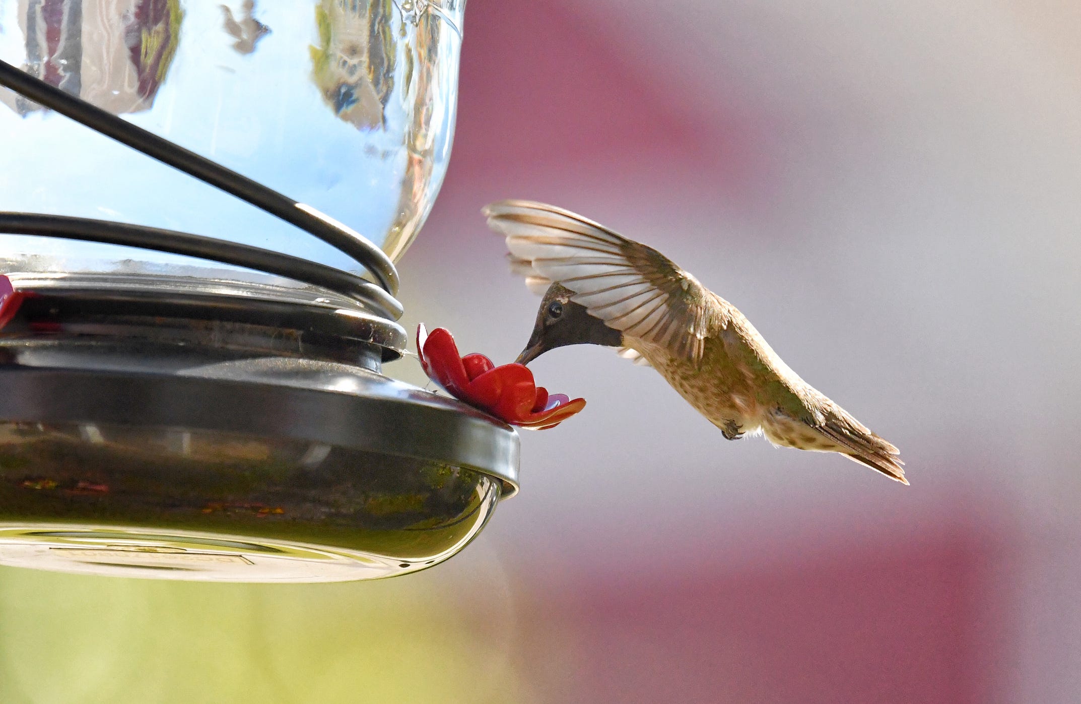 11 Best Feeders to Attract Hummingbirds