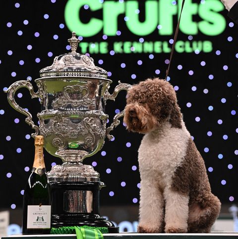 winner of best in show, the lagotto romagnolo, orca poses for photographs at the trophy presentation for the best in show event on the final day of the crufts dog show at the national exhibition centre in birmingham, central england, on march 12, 2023 photo by oli scarff afp photo by oli scarffafp via getty images