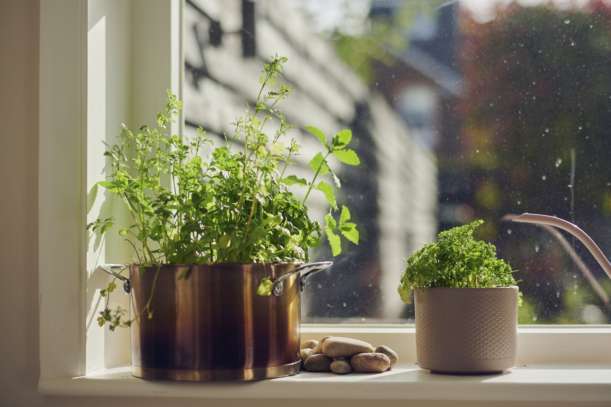AIBSI Hydroponics Watering Growing System Indoor Herb Garden Organic Home Herb 