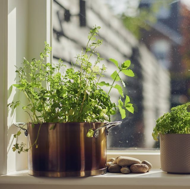 herbs growing on windowsill