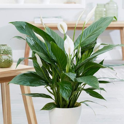 Best Indoor Plants Snake Plant Zz Plant Pothos And More