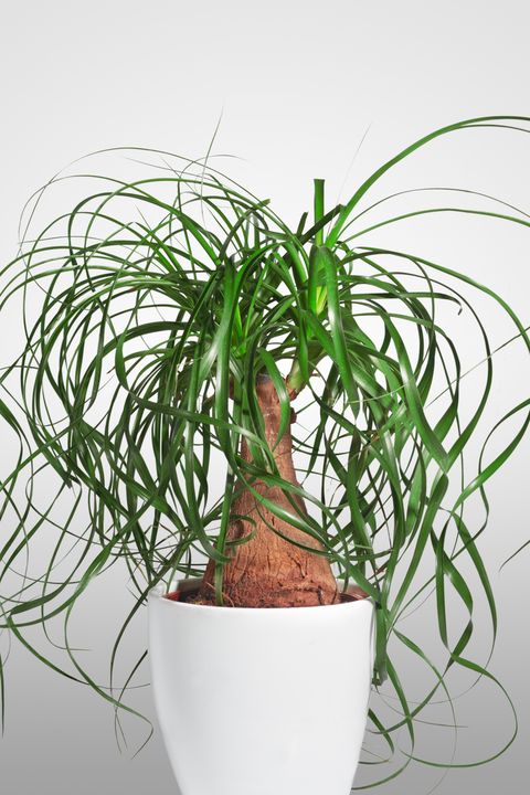 best kitchen plants ponytail plants