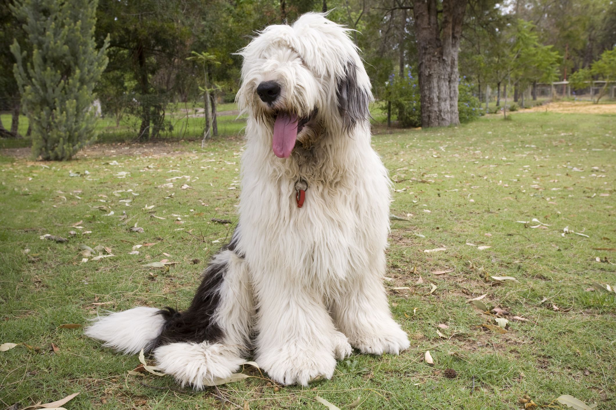 the english a large dog breed