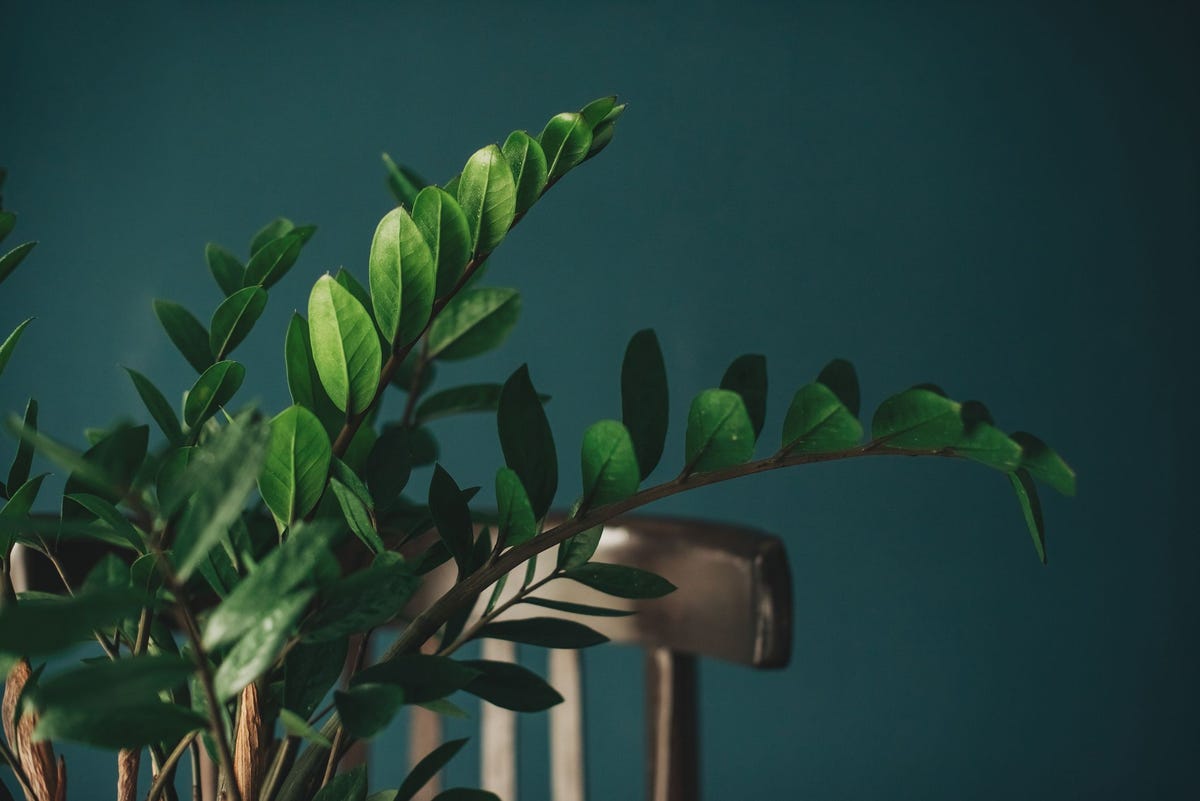 14 Best Low Light Indoor Plants - Grow Houseplants in Low Light