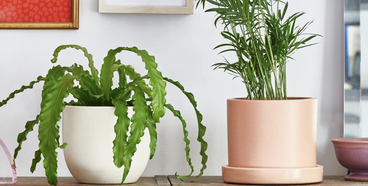 30 Low Light Indoor Plants That Can Survive in the Darkest Corners of Your Home