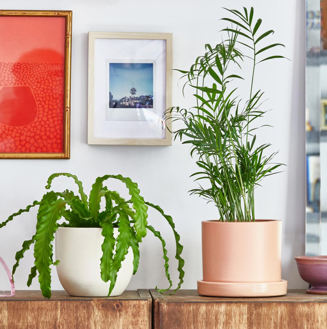 32 Low Light Plants That'll Thrive in the Dark Corners of Your Home