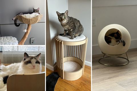 collage of cats on cat furniture