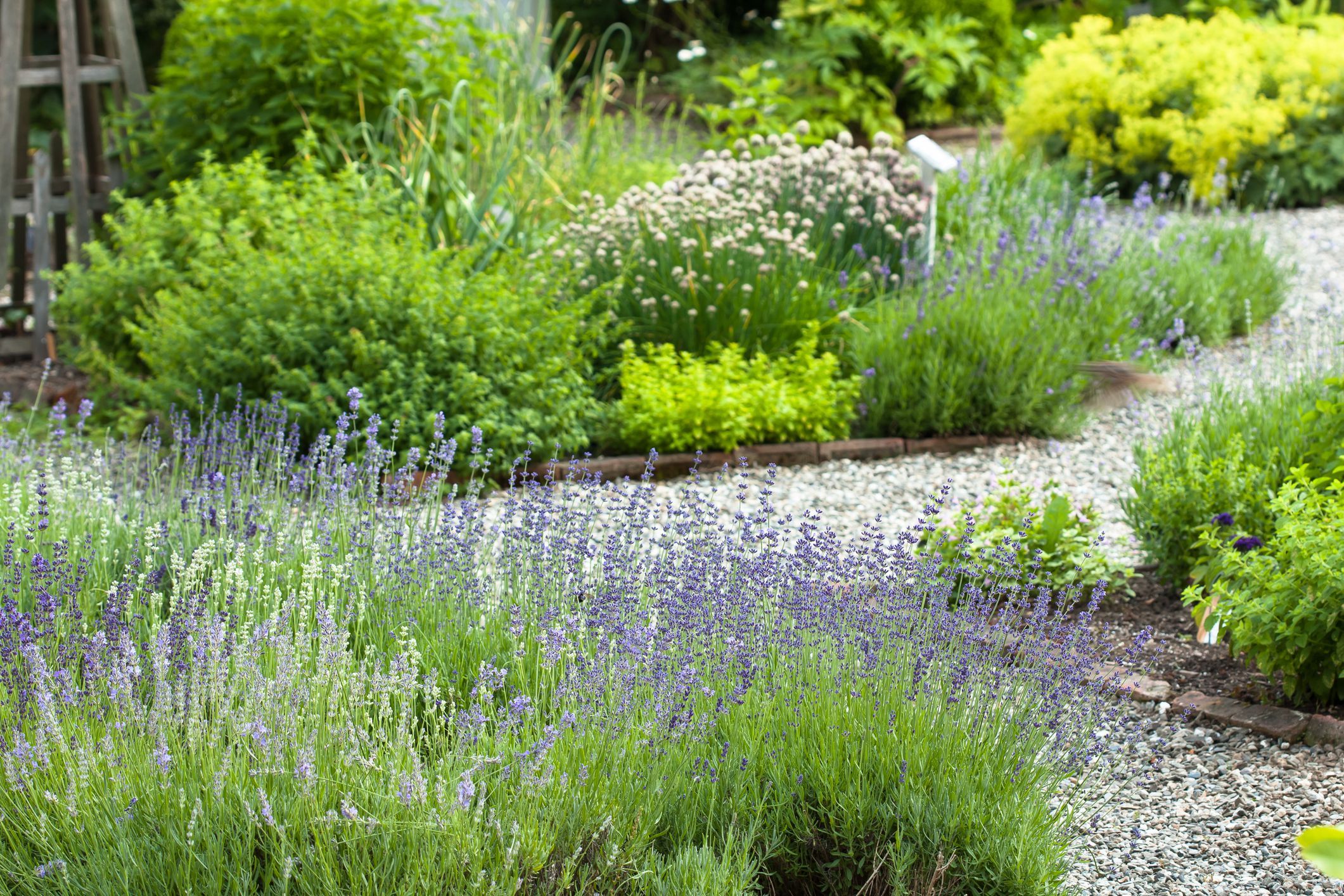 14 Best Perennial Herbs - Types of Herbs for an Edible Garden