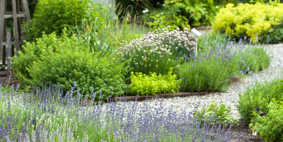 20 Best Perennial Herbs Types Of, Outdoor Herb Garden Ideas Uk