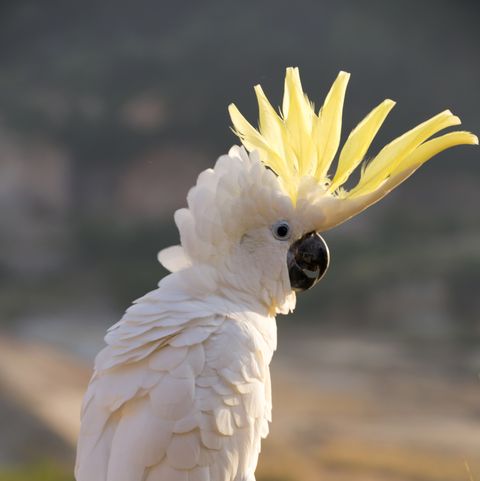 pet birds  cockatoo