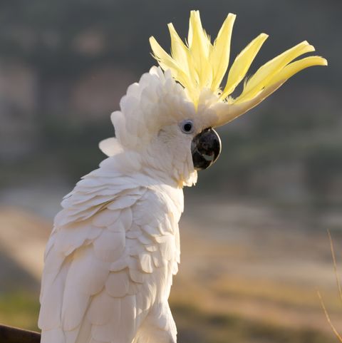 pet birds  cockatoo