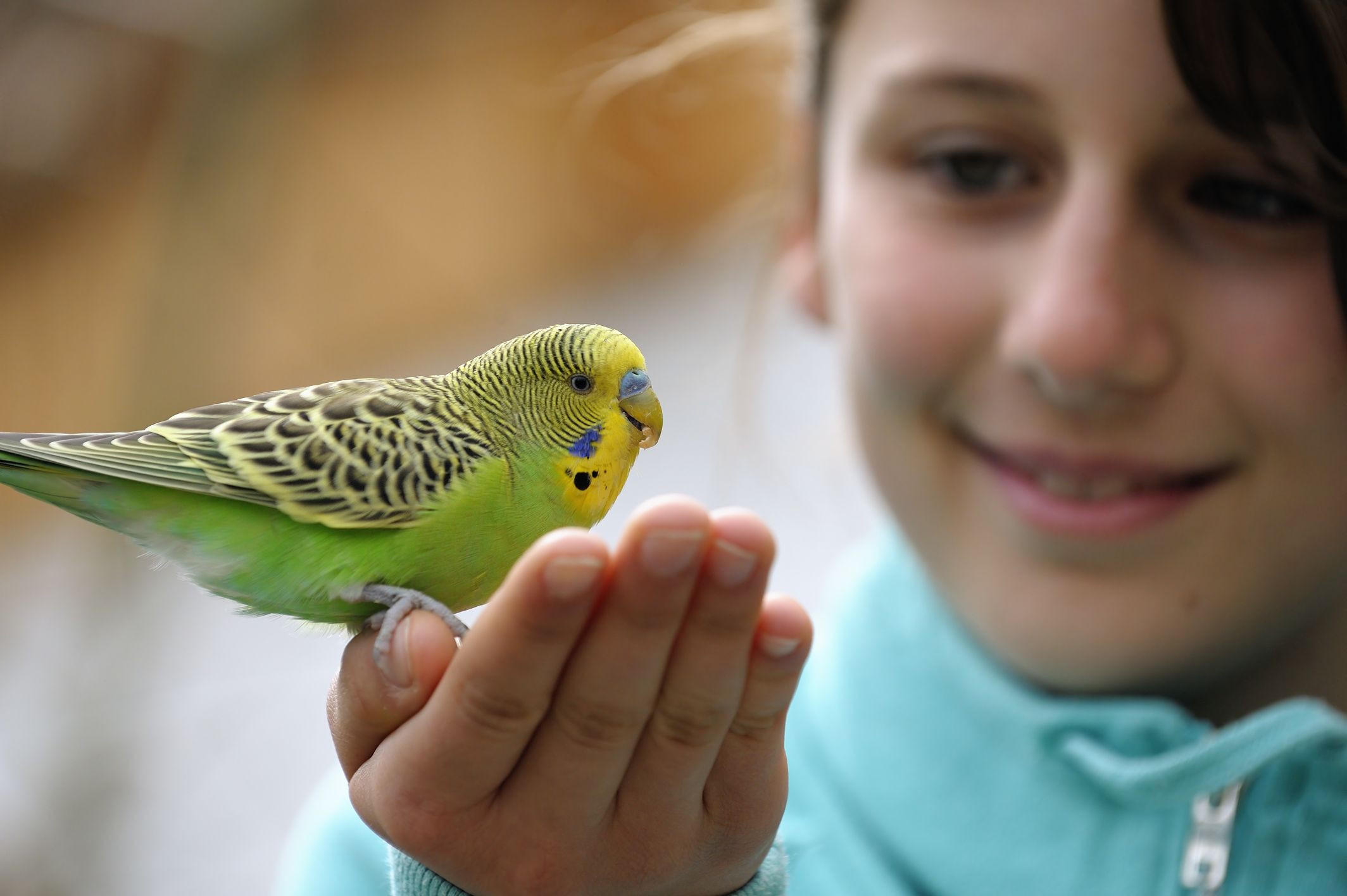 different types of pet birds