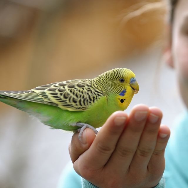 Image result for pet bird