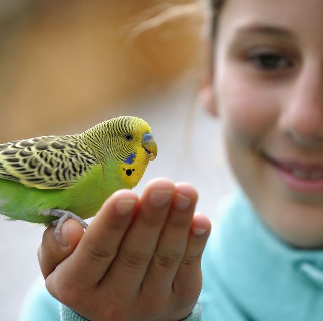 pet birds  young girl holding a green bird in her hand